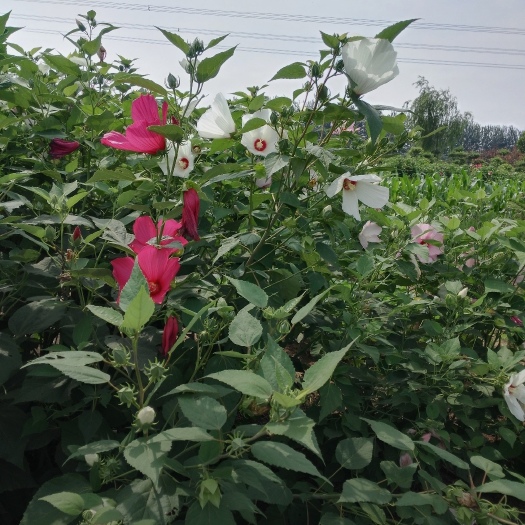 青州市芙蓉花 芙蓉葵