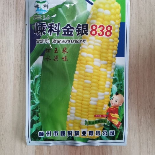 文成县水果玉米甜玉米种子玉农金甜玉嵊科金银838双色香甜无渣