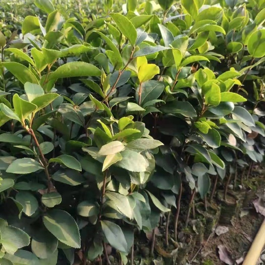 容县油茶树嫁接袋苗
