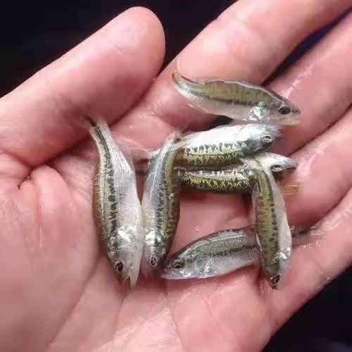 德清县鲈鱼
