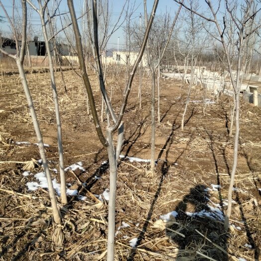 辽7核桃苗  最适合占地用核桃苗，规各齐全，价格低，上货快，