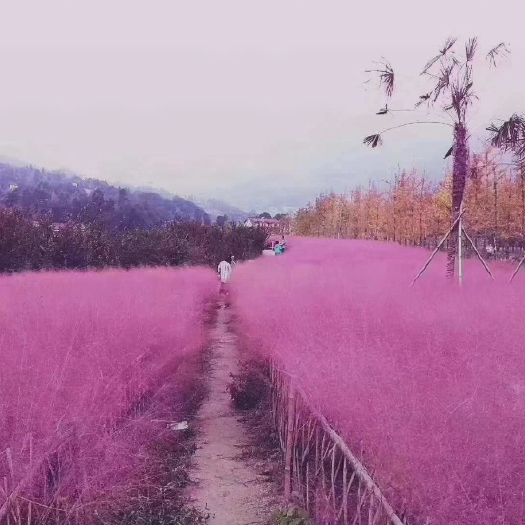 青州市 粉黛乱子草