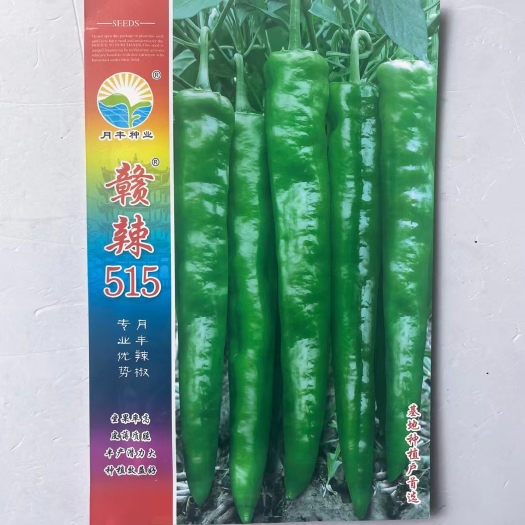 沭阳县牛角椒种子 辣椒种子月丰赣辣515高产抗病口感好基地专用品种