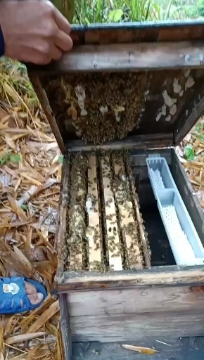 安溪县蜜蜂  蜜蜂