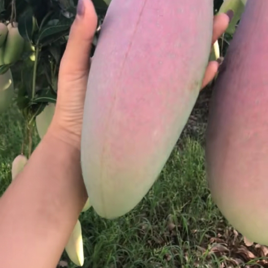 灵山县红象牙芒果苗，嫁接正品，1到2公分大，可带原土球或裸根出售