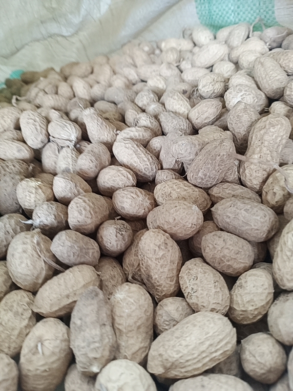 汝南县白沙308花生种 自家种的罗汉果。节日优惠每斤0.88