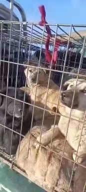 威宁县土狗