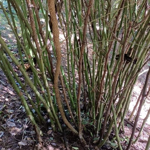 墨江县菝葜 金刚藤条