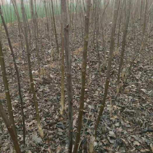 嵩县薄壳香核桃苗 核桃树苗