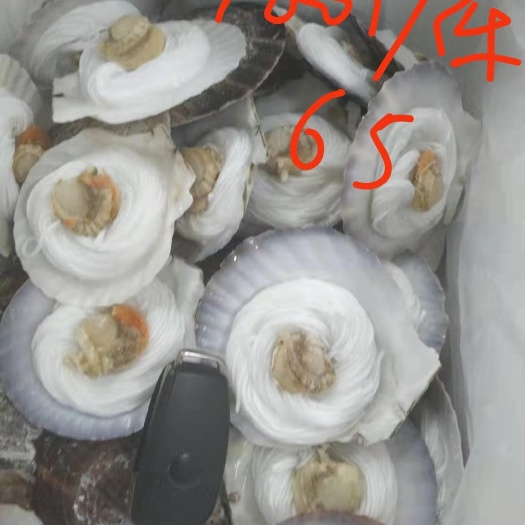 虾夷扇贝 干冰粉丝虾夷贝 接受订制 贴牌
