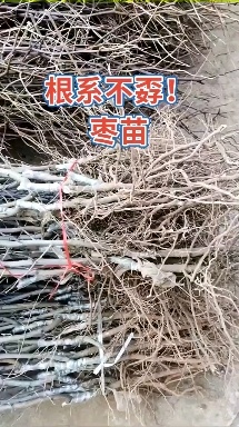 平邑县冬枣树苗 枣树树苗沾化冬枣特大果盆栽地栽庭院南北方种植现挖当