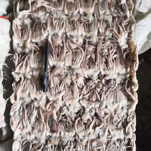 沈阳鱿鱼