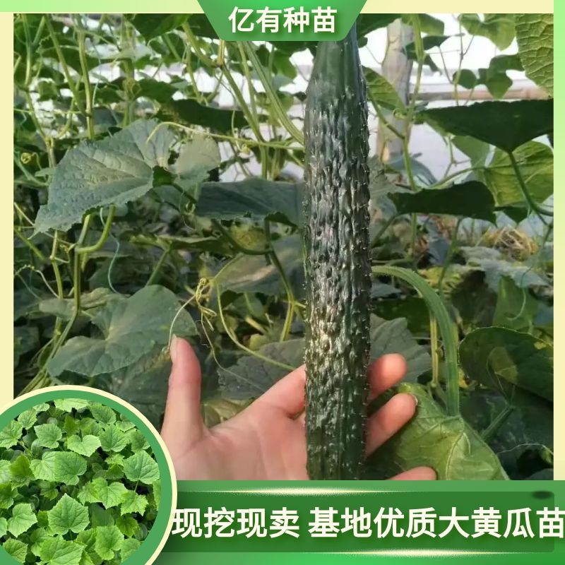 嫁接强雌全雌黄瓜种苗 早春种植耐寒 油亮大黄瓜苗 厂家批发价