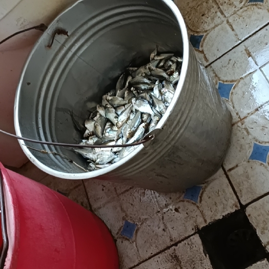 宁乡市 鳊鱼苗