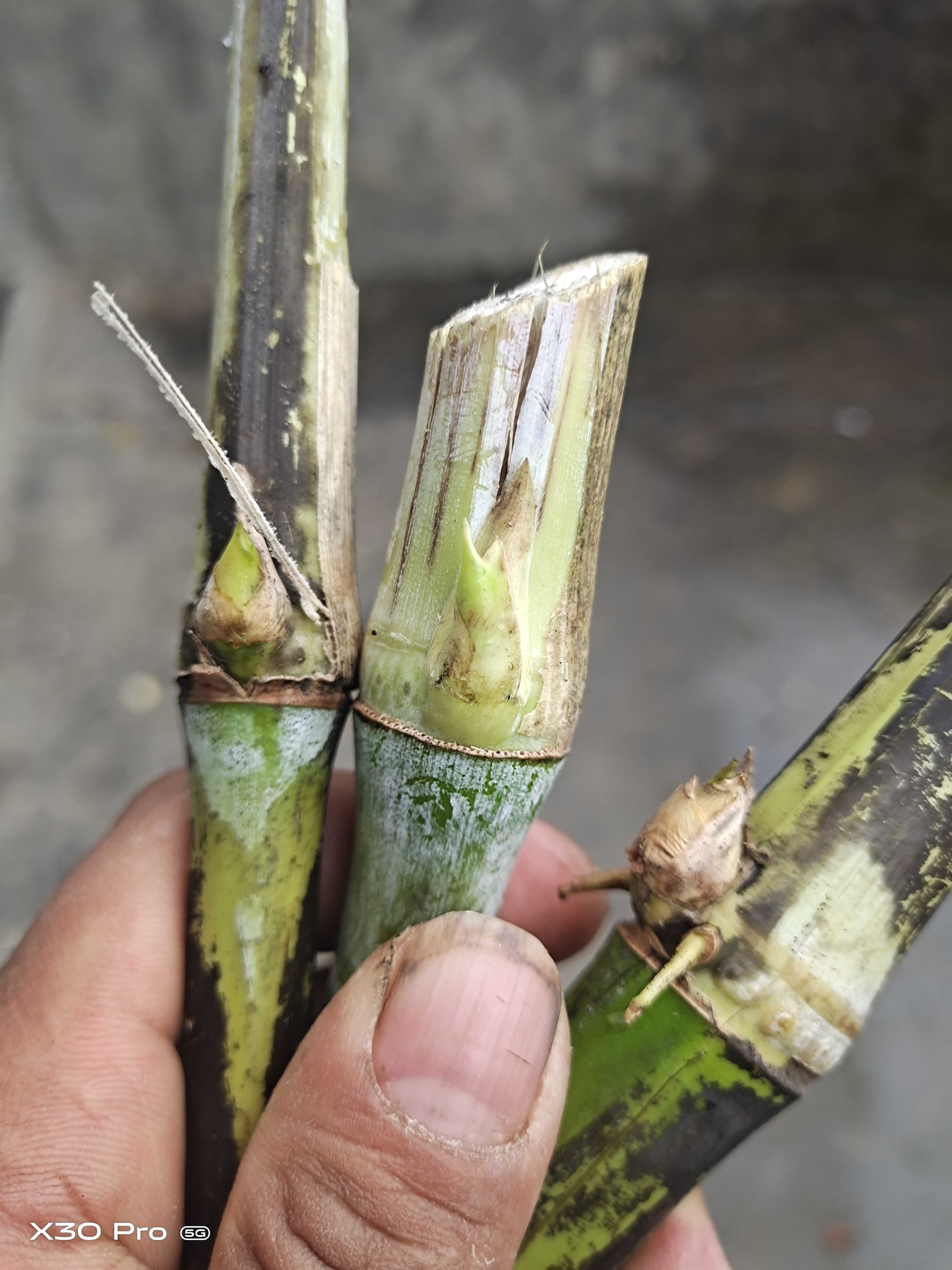 巨菌草种苗 皇竹草。甜象草。巨菌草货原充足质量保证