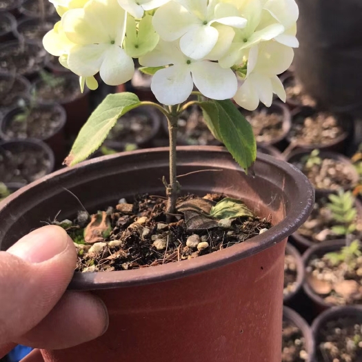 南京 中华木绣球（斗球）包品种对版，一年开两季花，适合庭院别墅种植