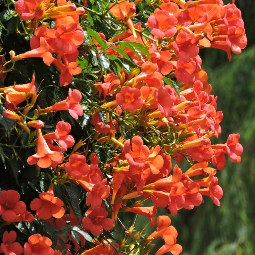 沭阳县凌霄苗 凌霄花苗爬藤植物中华美国老桩庭院园林绿化花卉攀爬耐寒