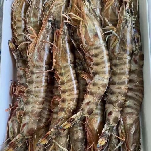 沈阳基围虾 黑虎虾