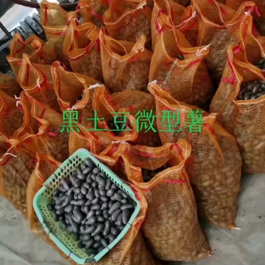榆中县黑土豆 黑美人土豆原原种