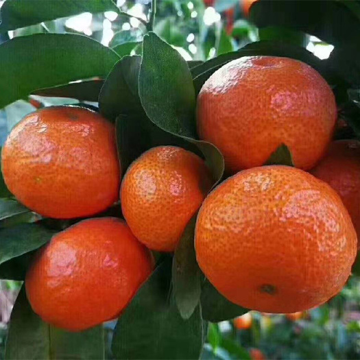 阳朔县 沙糖桔