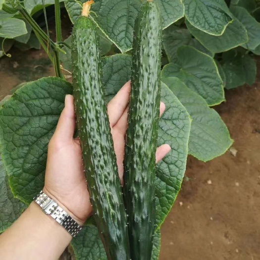 寿光市寿光黄瓜种苗 嫁接德瑞特系列大黄瓜苗 全雌强雌黑油亮黄瓜苗
