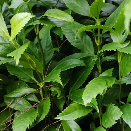 成都 出售草珊瑚苗