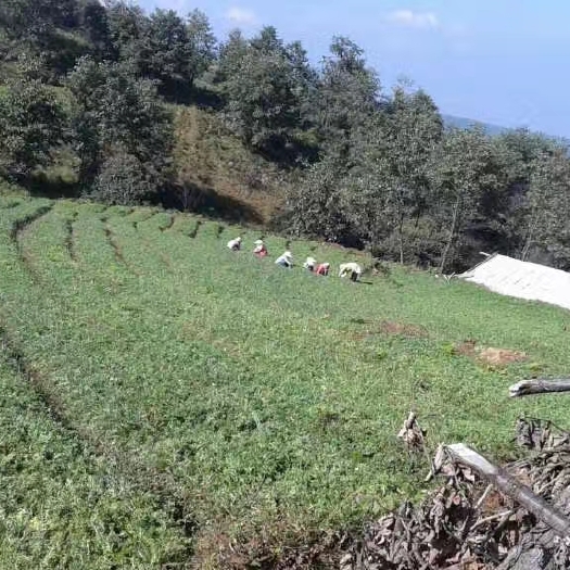 玛咖 本公司合作基地出售玛卡鲜货，黑玛卡1000吨，有实力的联系！