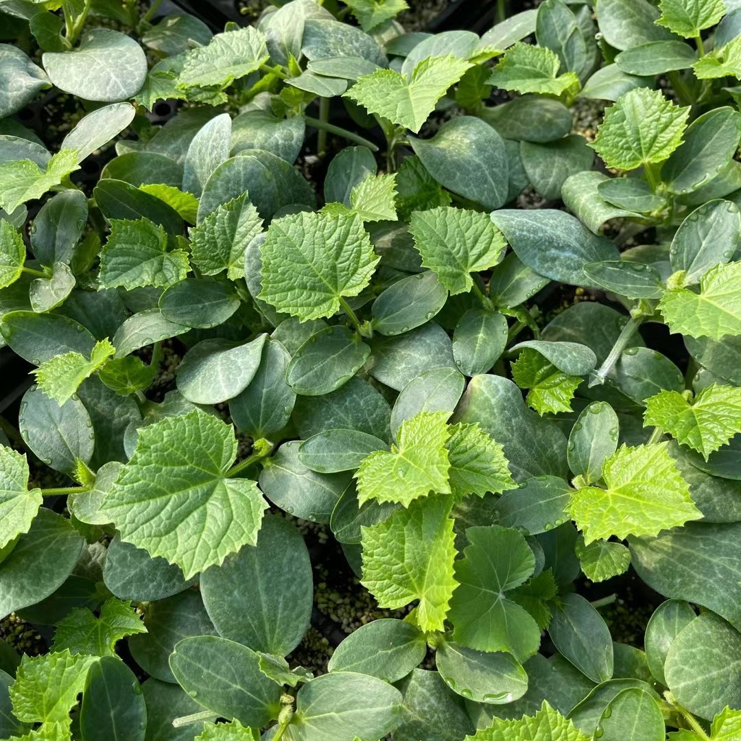 嫁接强雌全雌黄瓜种苗 早春种植耐寒 油亮大黄瓜苗 厂家批发价