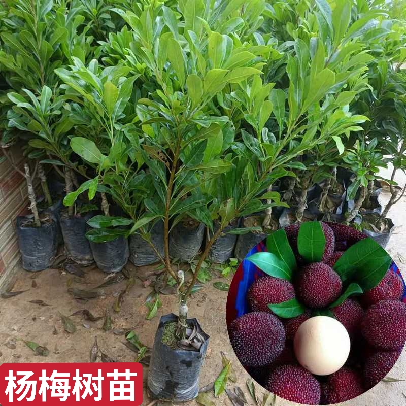 灵山县东魁杨梅树苗 杨梅树苗东魁杨梅苗带土带叶发货