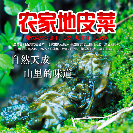 陇西县 甘肃特产野生地皮菜
