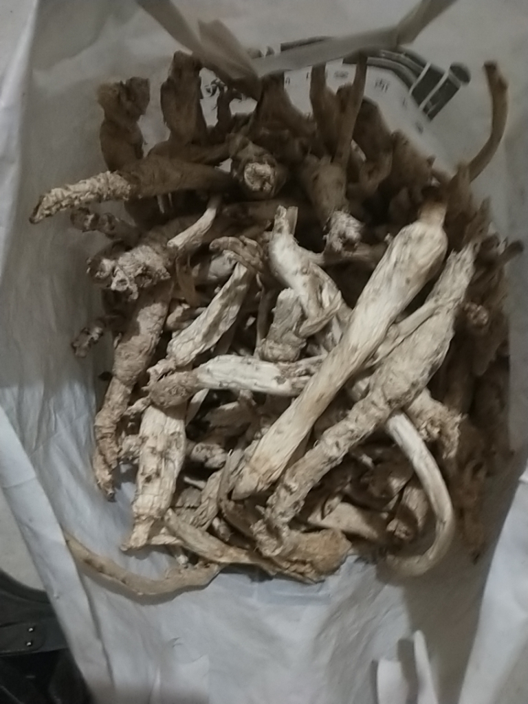 修文县泡沙参 泡参