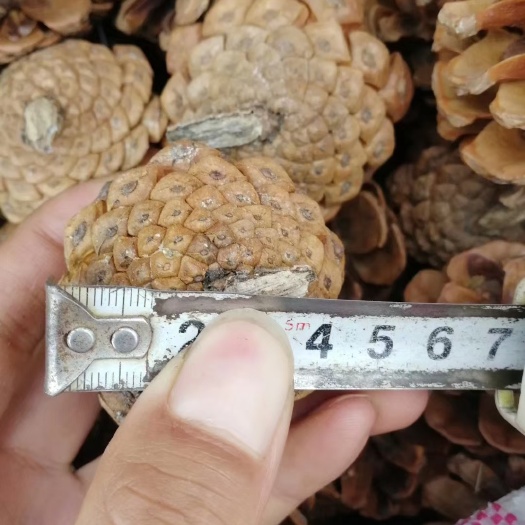 油松塔，本年新货，人工筛选，质量较高！
