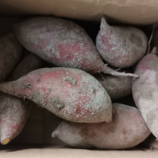 陆丰市黄心红薯 广薯