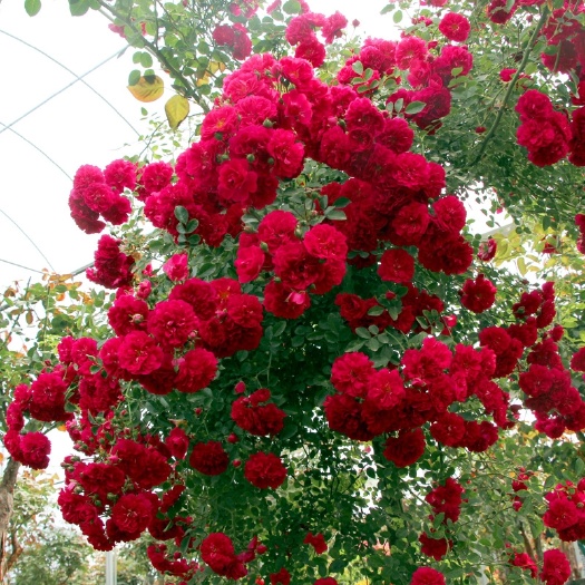  红木香花树苗爬藤植物庭院蔷薇四季开花特大浓香甜蜜木香花卉耐寒