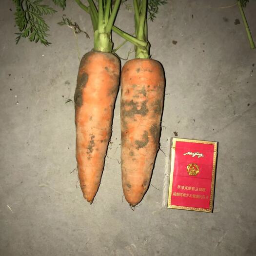 巨野县七寸红胡萝卜 胡萝卜，二两半以上，无叉无裂
