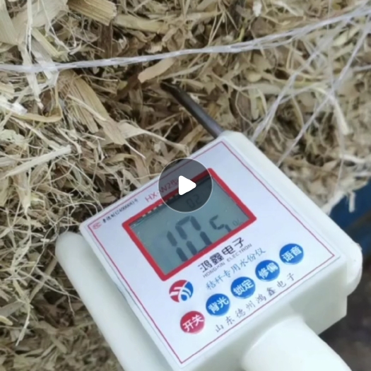 大名县一级过夏玉米秸秆，无土无膜
