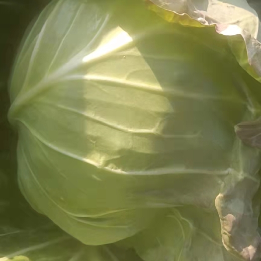 天门市包菜 青甘蓝基地大量现货