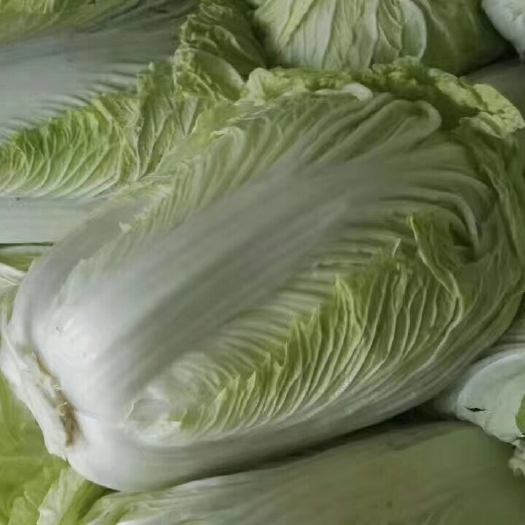 聊城 德高101，大白菜