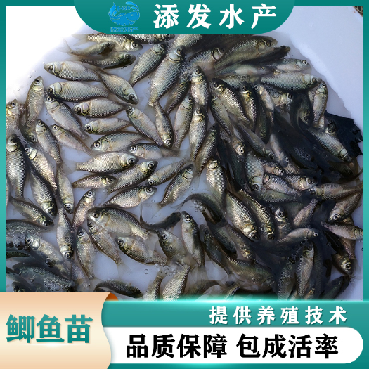 广州鲫鱼苗批发  高背鲫鱼苗价格