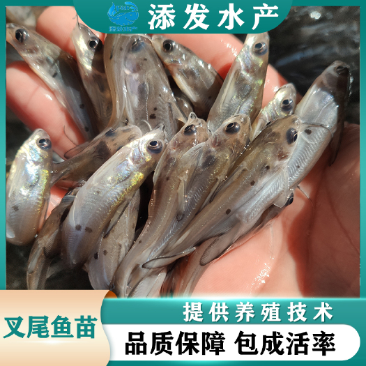 广州大量出售斑点叉尾鮰鱼苗，叉尾鮰鱼苗供应商