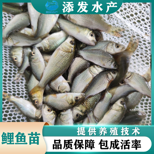 广州广东鱼苗场直销优质鲤鱼苗 红鲤鱼苗 禾花鲤鱼苗价格优惠