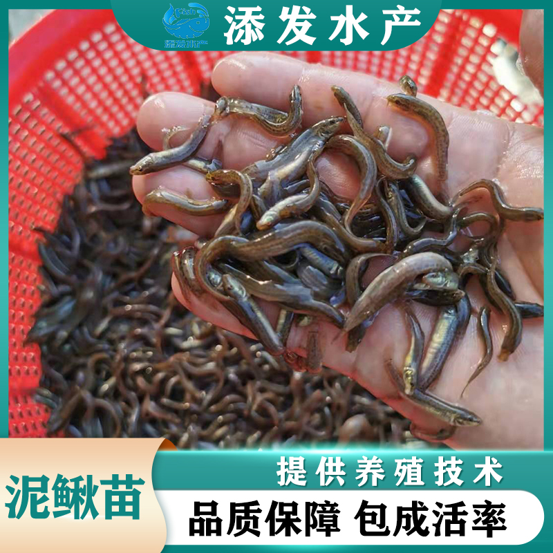 广州添发渔场直销泥鳅苗 本地泥鳅苗 泥鳅苗价格便宜