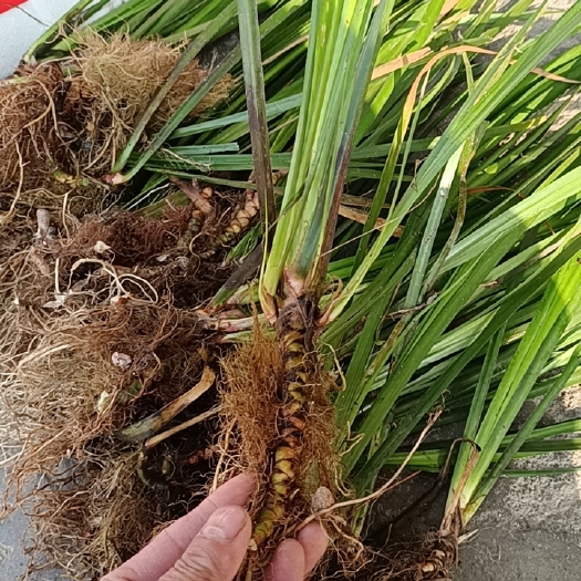 留坝县石菖蒲 