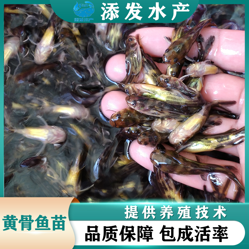 广州广东鱼苗场大量供应黄颡鱼苗，黄颡鱼苗价格优惠