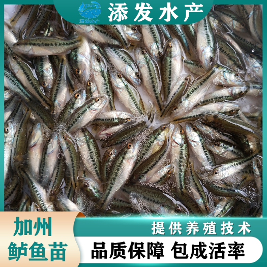 广州苗场直供优质加州鲈鱼苗 鲈鱼苗质量保证 欢迎来电咨询