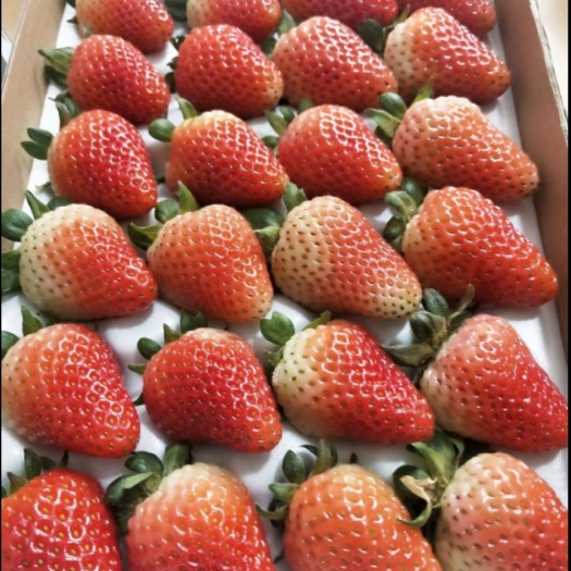 济南甜宝草莓  草莓 甜宝，保质保量