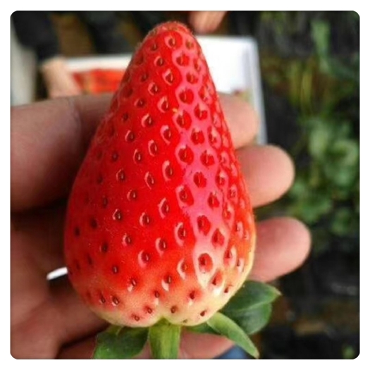 泰安 草莓苗，章姬草莓苗