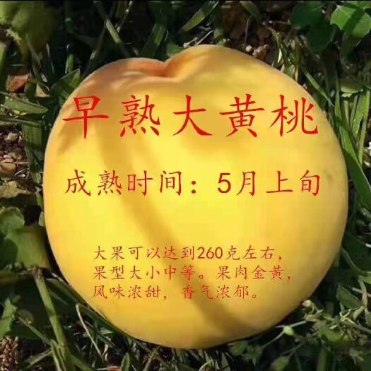 19黄桃苗 大黄桃苗桃树苗嫁接桃树苗黄桃桃苗早晚熟桃树苗南北