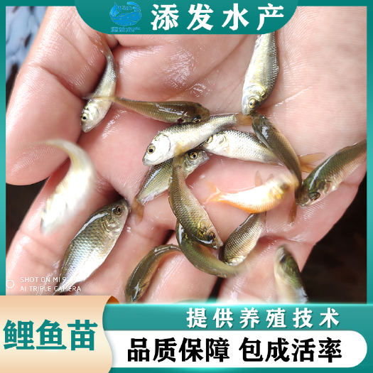 广州【鲤鱼苗】广东鱼苗场直销优质建鲤鱼苗、禾花鲤鱼苗、红鲤鱼苗