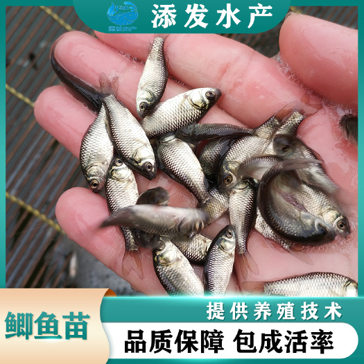 广州中科3号鲫鱼苗  广州苗场直销，欢迎订购